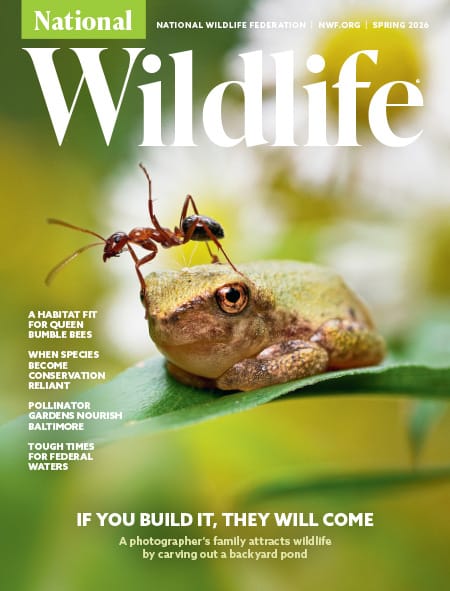 National Wildlife Magazine | Total Magazines
