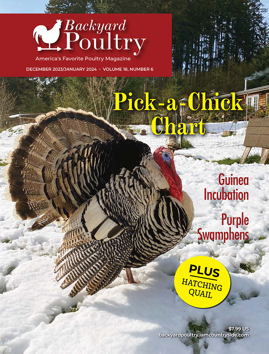 Backyard Poultry