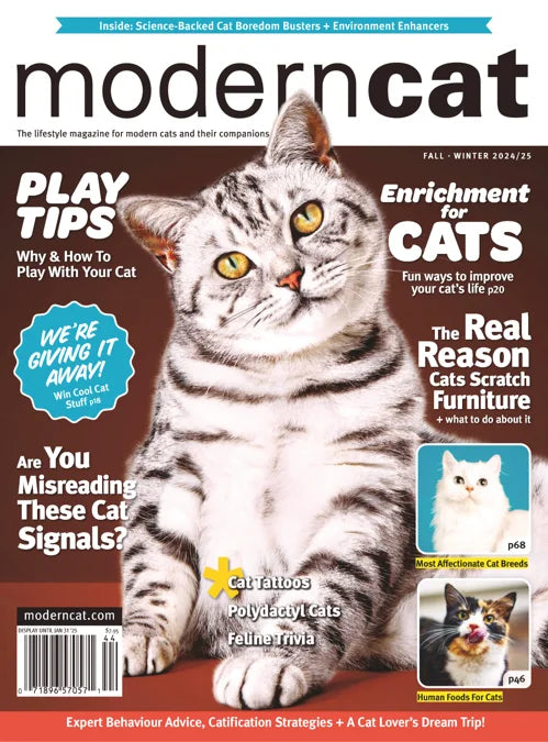 Modern Cat