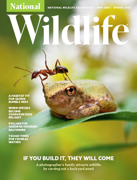 National Wildlife Magazine