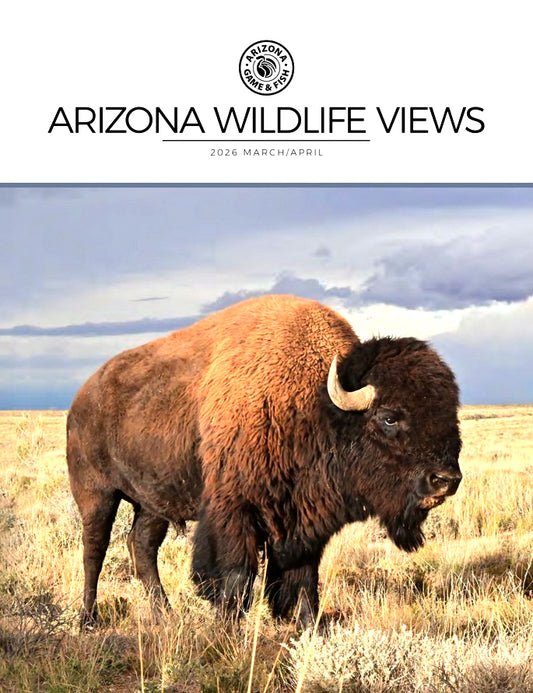 Arizona Wildlife Views
