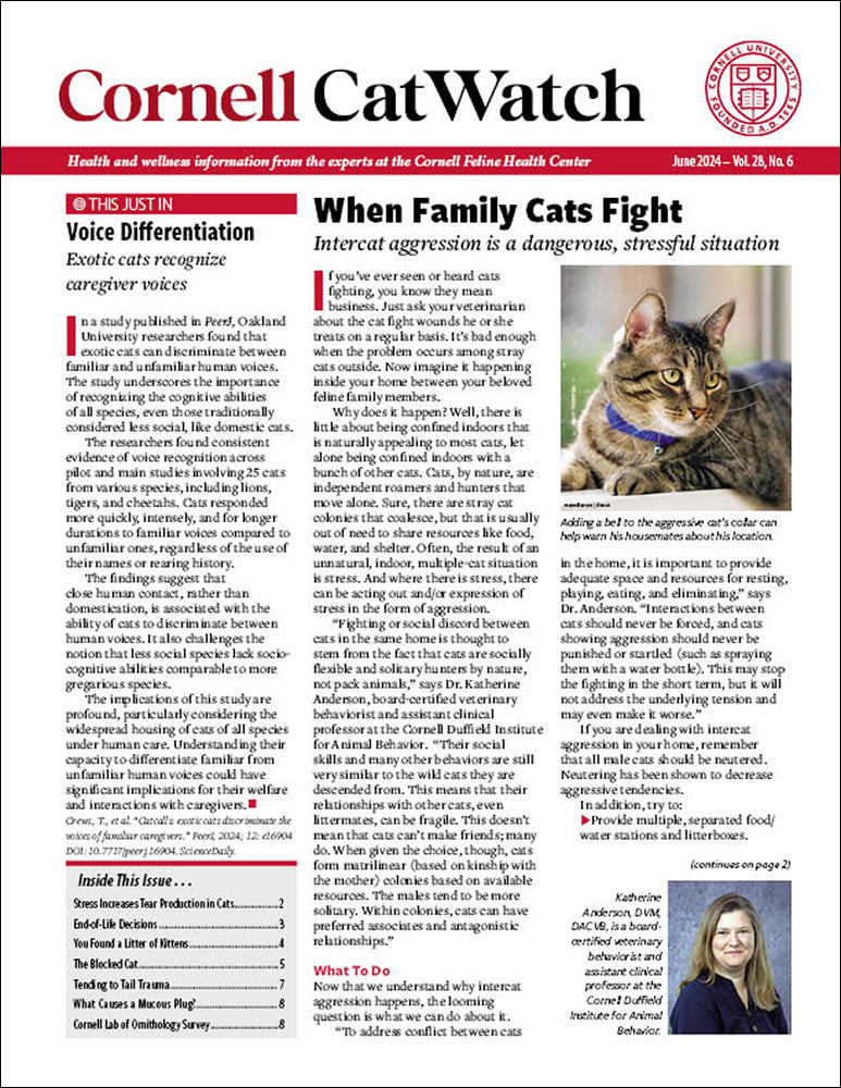 CatWatch Newsletter