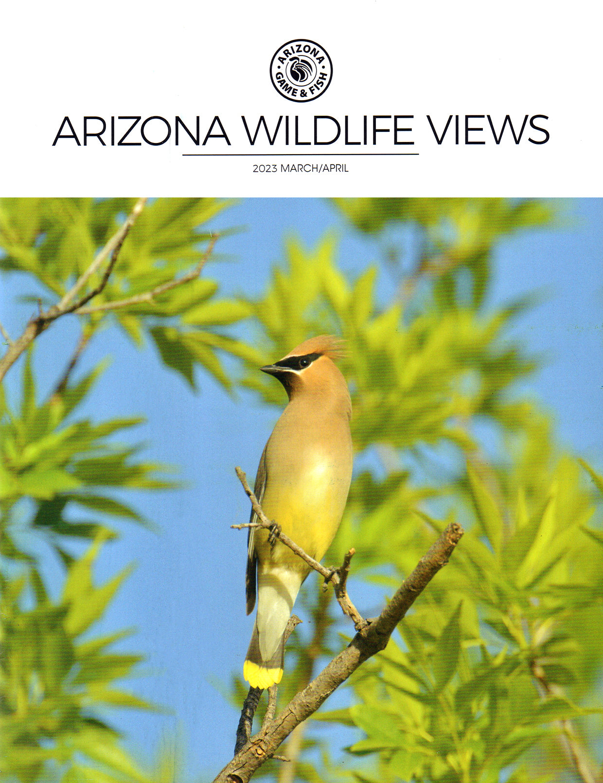 Arizona Wildlife Views