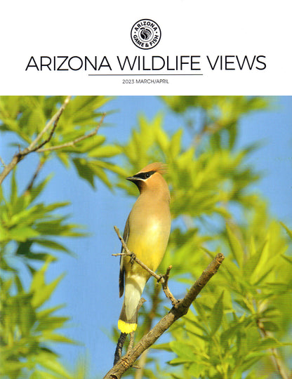 Arizona Wildlife Views