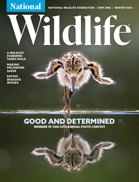 National Wildlife Magazine